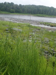Media resource of Equisetum palustre