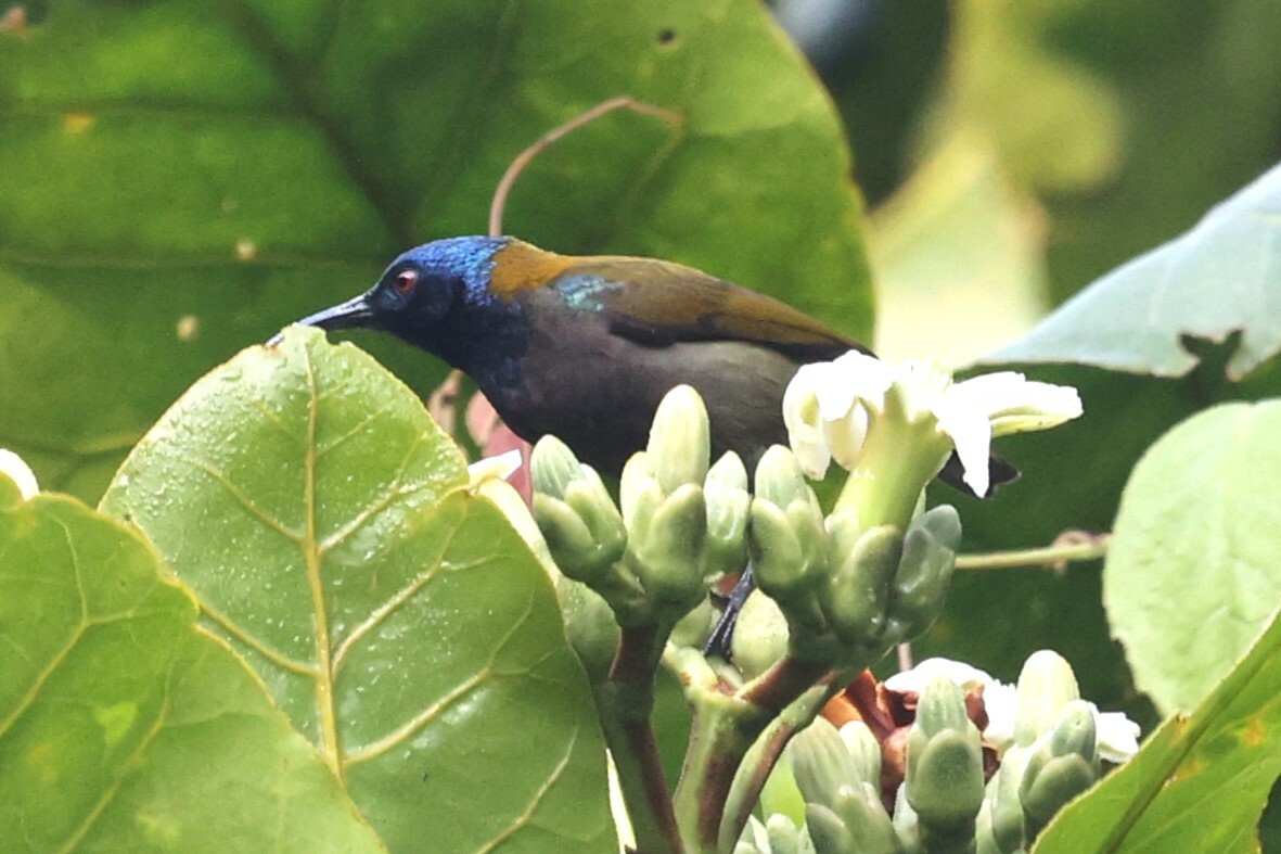 Blue-headed Sunbird (Cyanomitra alinae), photo 4