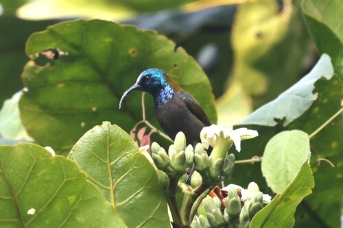 Blue-headed Sunbird (Cyanomitra alinae), photo 6