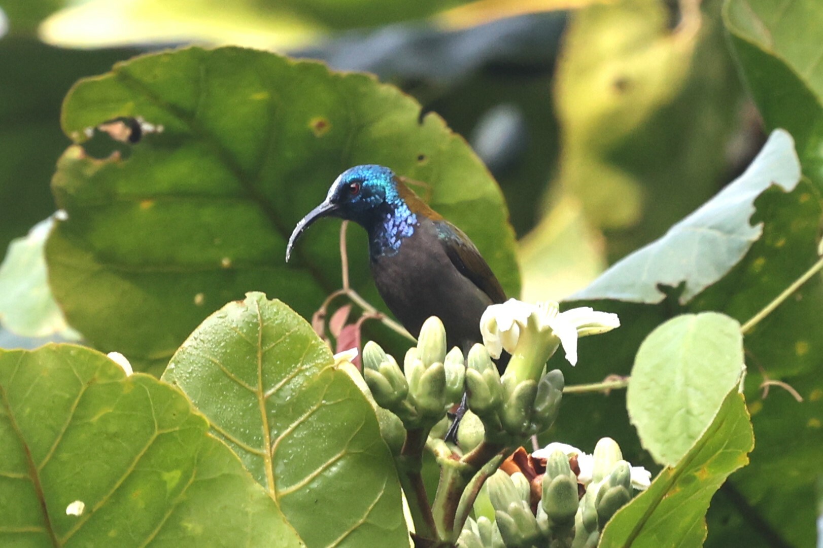 Blue-headed Sunbird (Cyanomitra alinae), photo 3