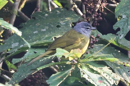 Kikuyu Mountain Greenbul (Arizelocichla kikuyuensis), photo 4