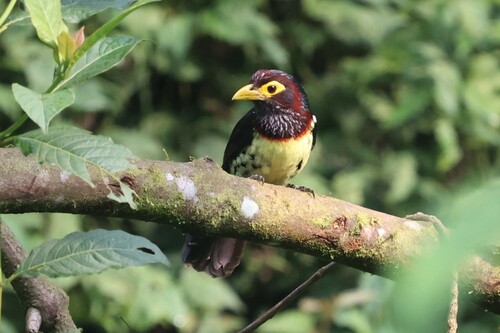 Eastern Yellow-billed Barbet (Trachylaemus purpuratus), photo 2