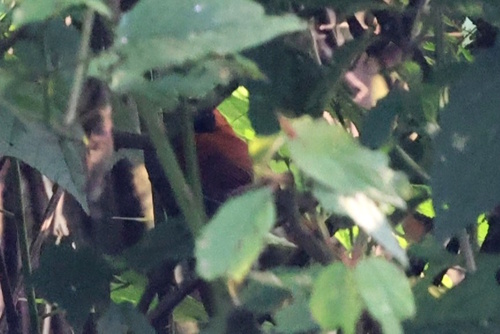 Black-faced Rufous Warbler (Bathmocercus rufus), photo 9