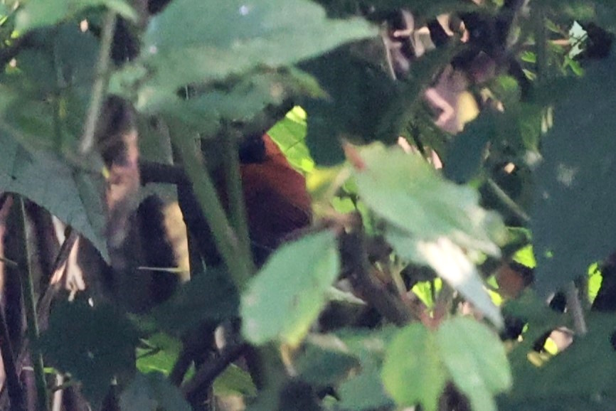 Black-faced Rufous Warbler (Bathmocercus rufus), photo 2