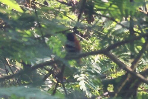 Black-faced Rufous Warbler (Bathmocercus rufus), photo 5