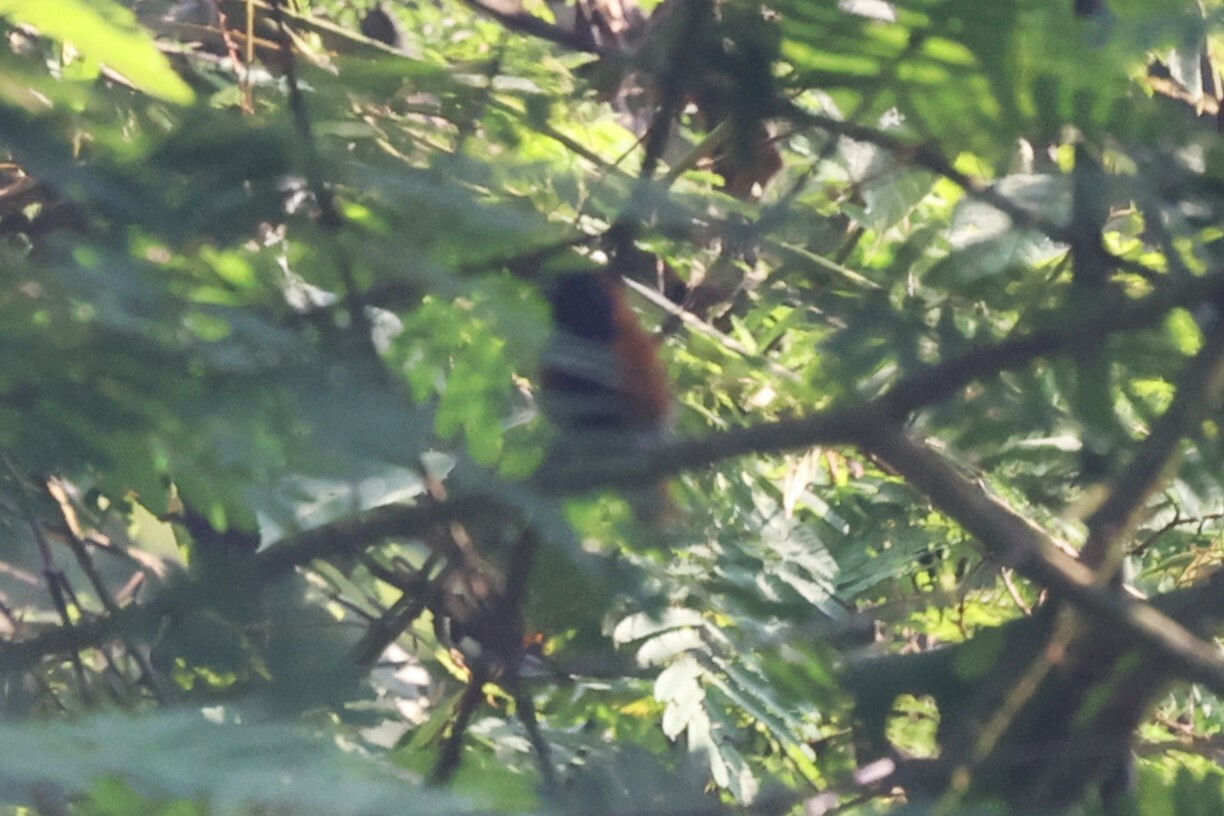 Black-faced Rufous Warbler (Bathmocercus rufus), photo 3
