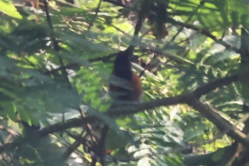 Black-faced Rufous Warbler (Bathmocercus rufus), photo 10