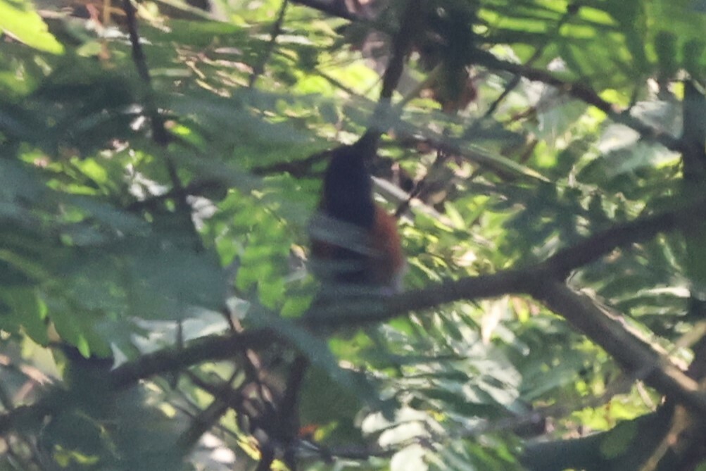 Black-faced Rufous Warbler (Bathmocercus rufus), photo 4