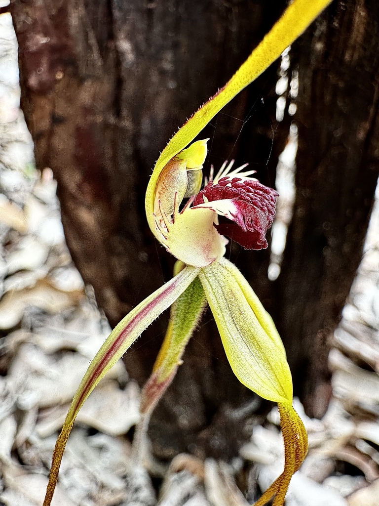 Caladenia magniclavata