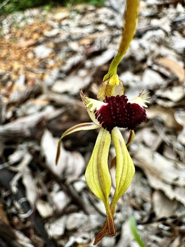 Image of Caladenia magniclavata by (c) pimelea, some rights reserved (CC BY)