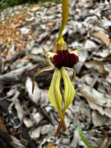 Image of Caladenia magniclavata by (c) pimelea, some rights reserved (CC BY)