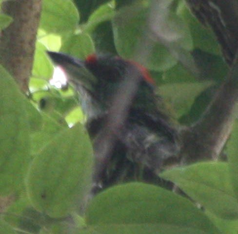 Blue-throated Barbet
