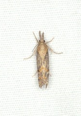 Neodactria