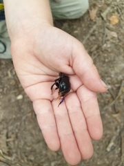 Anoplotrupes stercorosus