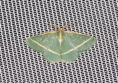 Mixocera latilineata