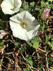 Calystegia purpurata