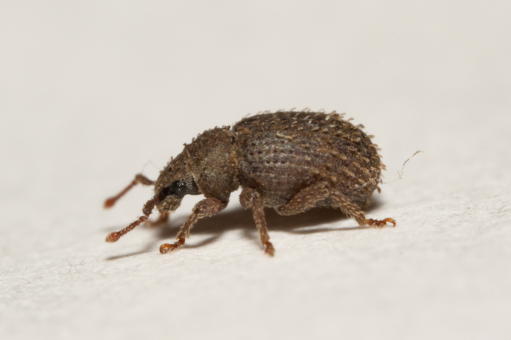Cathormiocerus aristatus