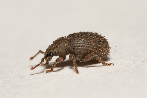 Cathormiocerus aristatus