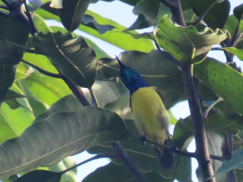 Variable Sunbird