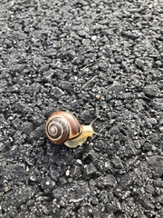 Cepaea nemoralis