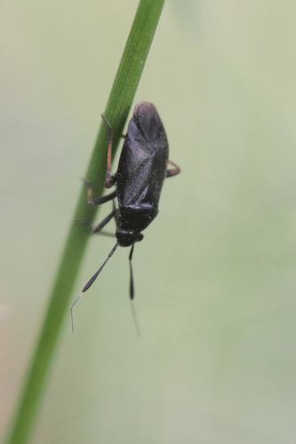 Miglinė Žolblakė nuotrauka