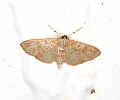 Palpita freemanalis