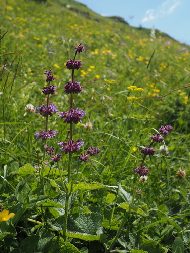 Pršljenasta kadulja (Salvia verticillata)