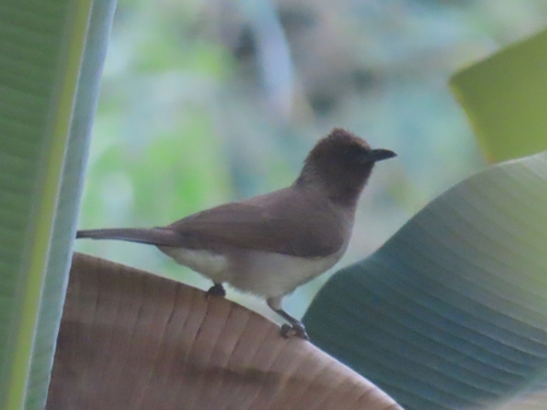 Common Bulbul