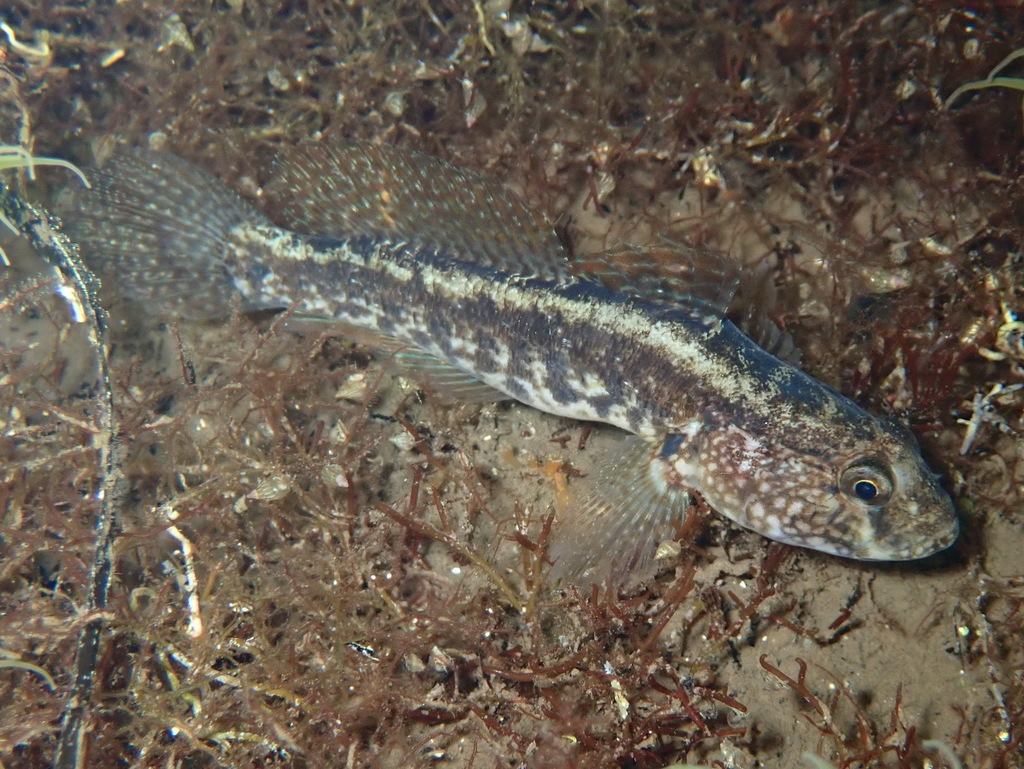Grass goby (Zosterisessor ophiocephalus) — Gobiidae