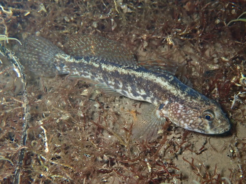 Grass goby (Zosterisessor ophiocephalus) — Gobiidae