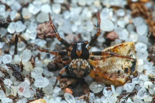 Leaflitter Crab Spiders