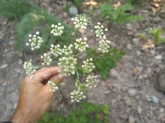 Physospermum cornubiense