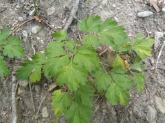 Physospermum cornubiense