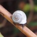 Globular Drop Snail - Photo (c) Bryan, some rights reserved (CC BY-NC), uploaded by Bryan