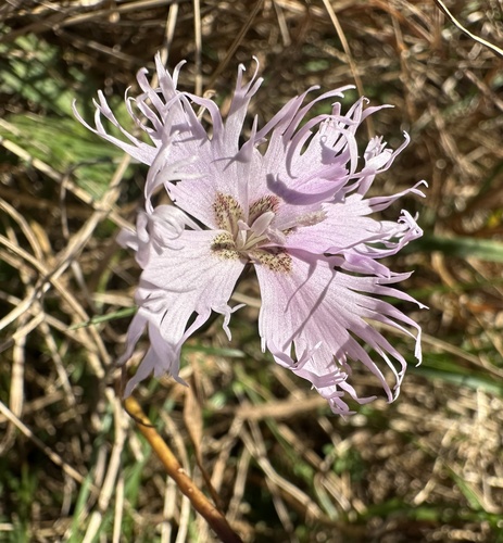 Image of Dianthus sternbergii by (c) Katrin Simon, some rights reserved (CC BY)