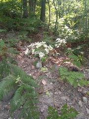Physospermum cornubiense