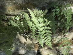 Cystopteris tennesseensis