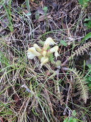 Pedicularis tuberosa