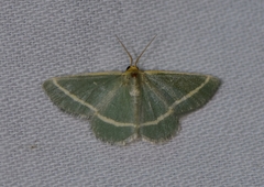 Mixocera latilineata