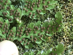 Cystopteris tennesseensis