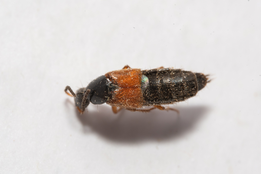 Philonthus rubripennis