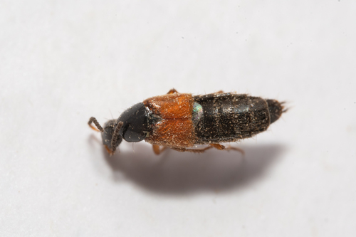 Philonthus rubripennis