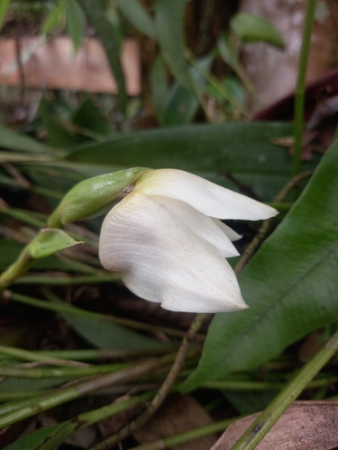 Maxillaria lehmannii