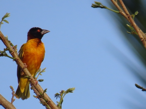 Village Weaver