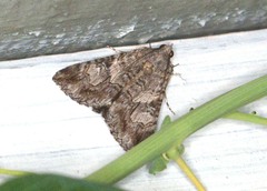 Melipotis jucunda