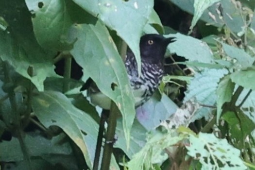 Banded Prinia (Prinia bairdii), photo 2