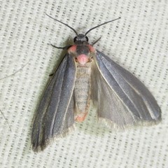 Haematomis uniformis