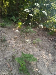 Physospermum cornubiense