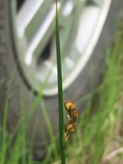 Juncus arcticus
