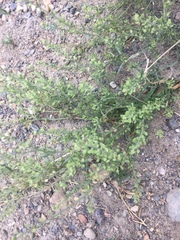 Lepidium ramosissimum
